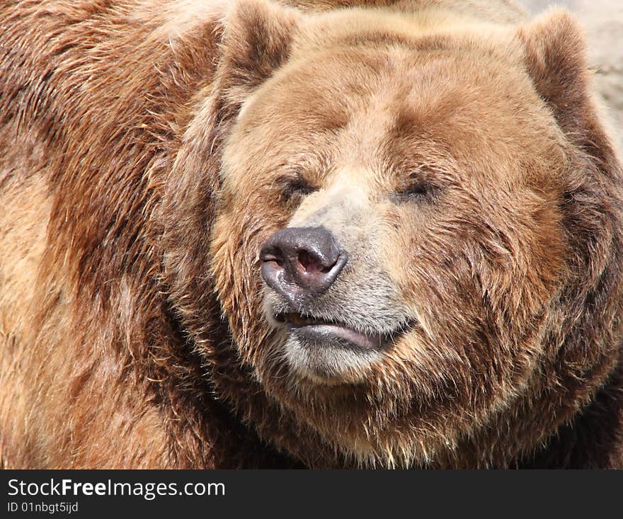 Grizzly Bear