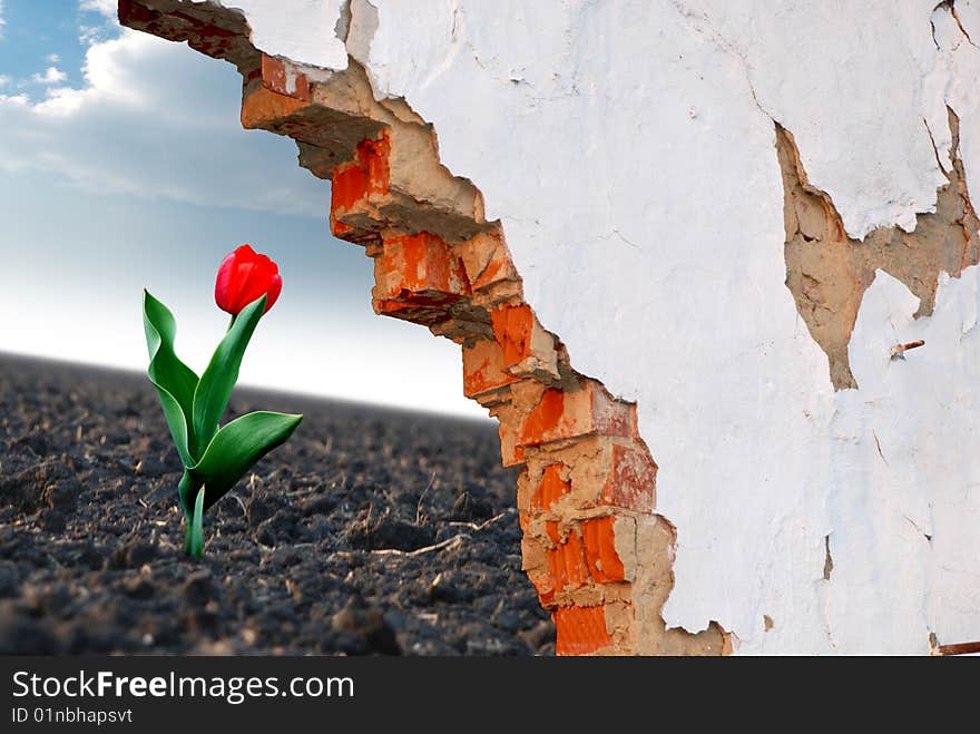 Lonely red tulip in the field