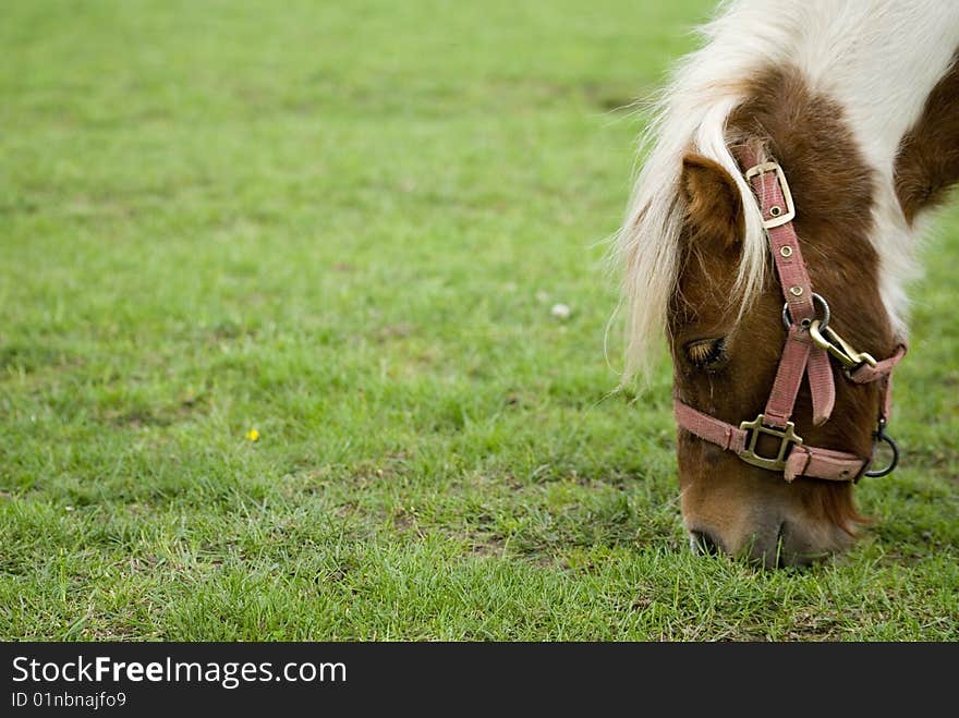 A cute mini pony on a willow