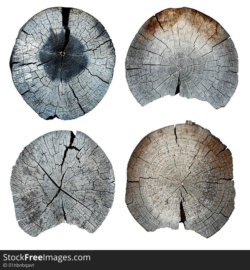 Four old cut off logs on a white background