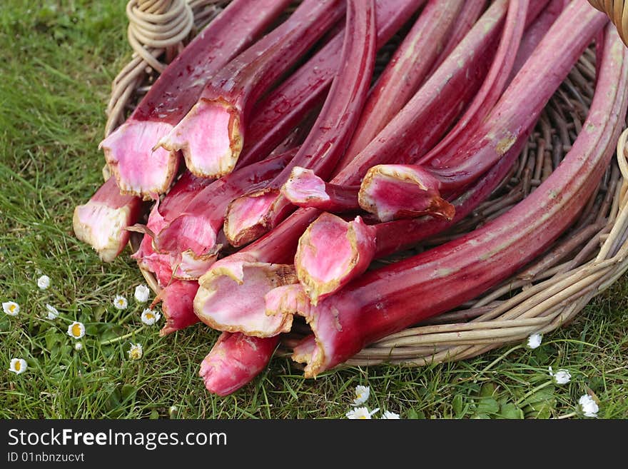 Fresh rhubarb shoots in willow basket