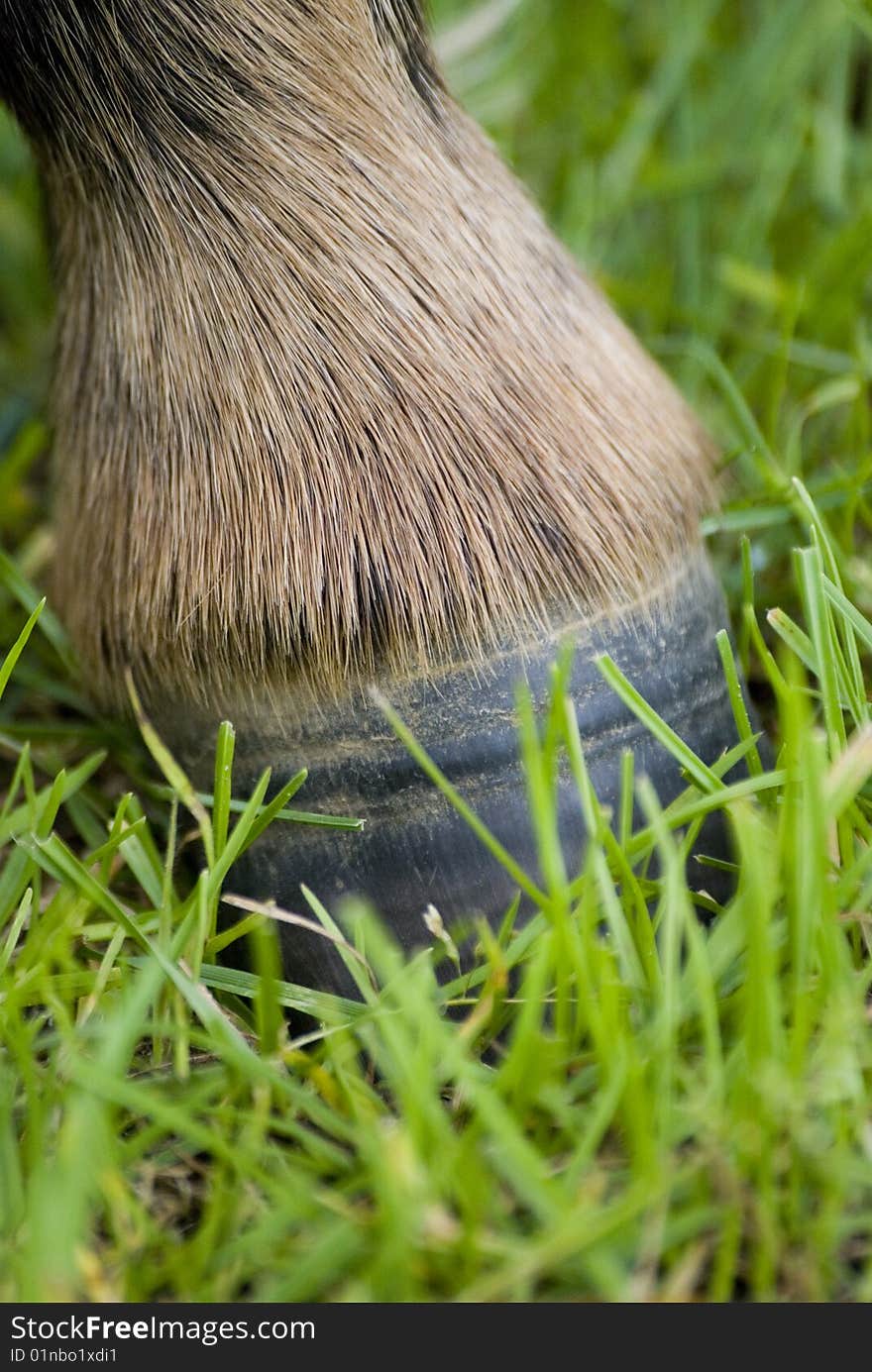 A cute mini pony on a willow