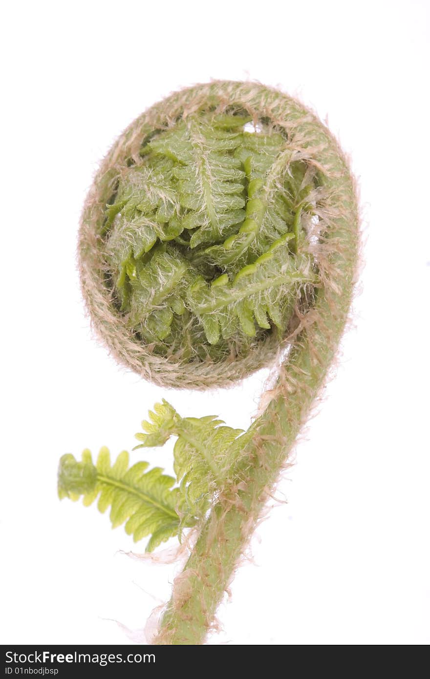 Curled fern frond detail