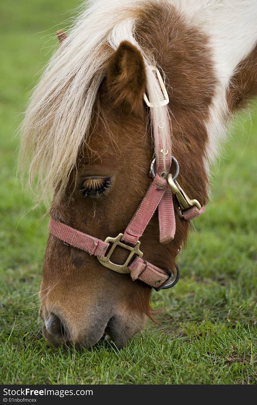 A cute mini pony on a willow