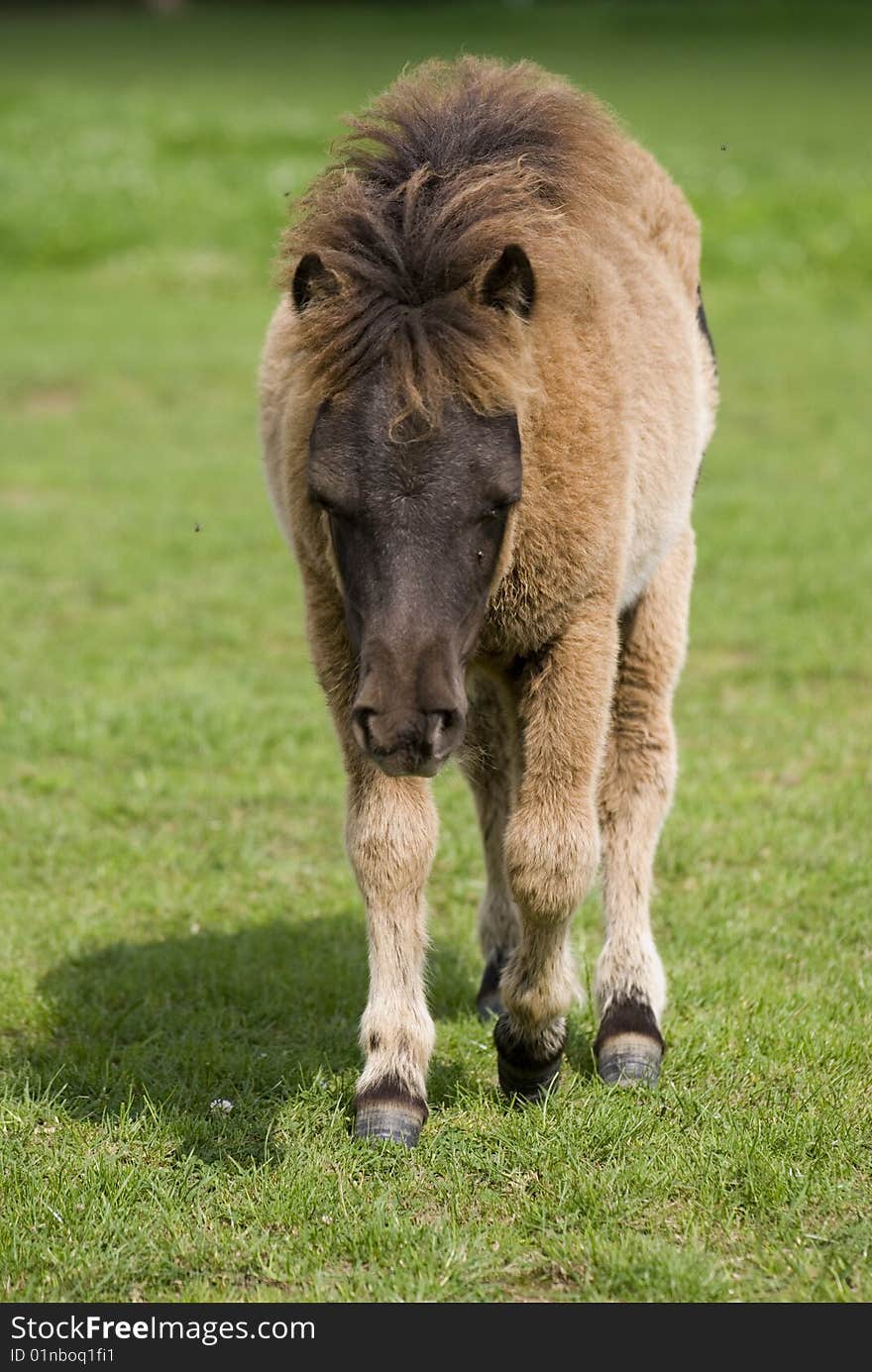 A cute mini pony on a willow