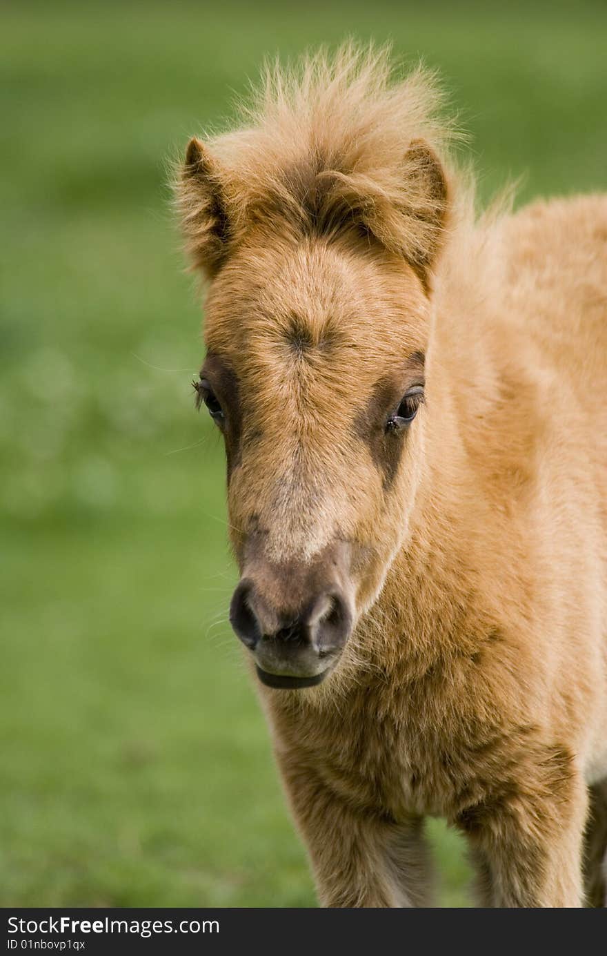 A cute mini pony on a willow