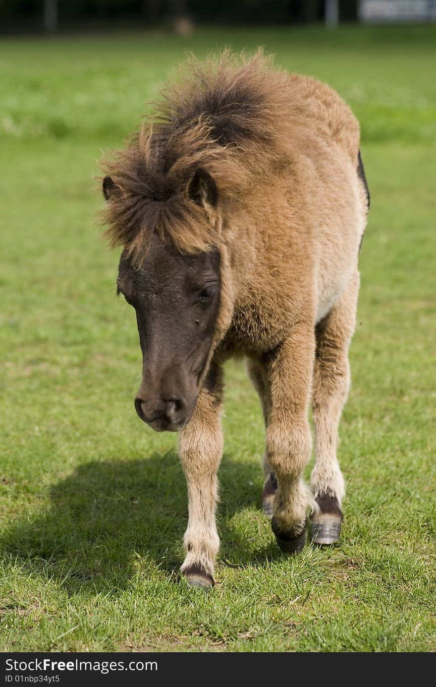 A cute mini pony on a willow