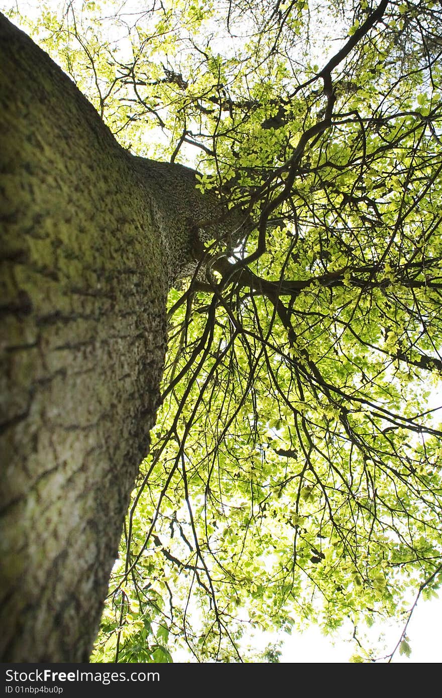 Gigantic tree in the wood.