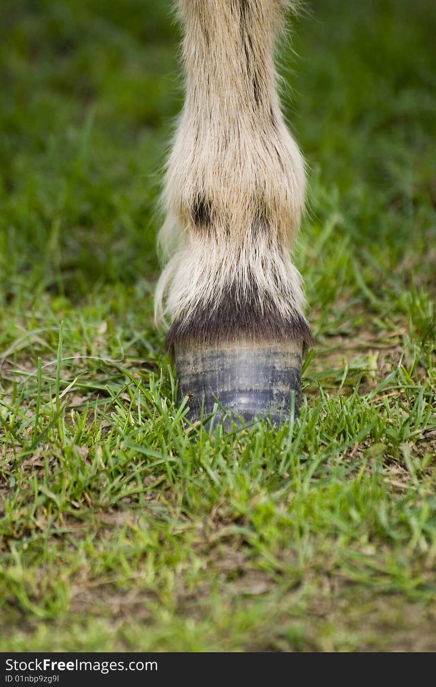 A cute mini pony on a willow