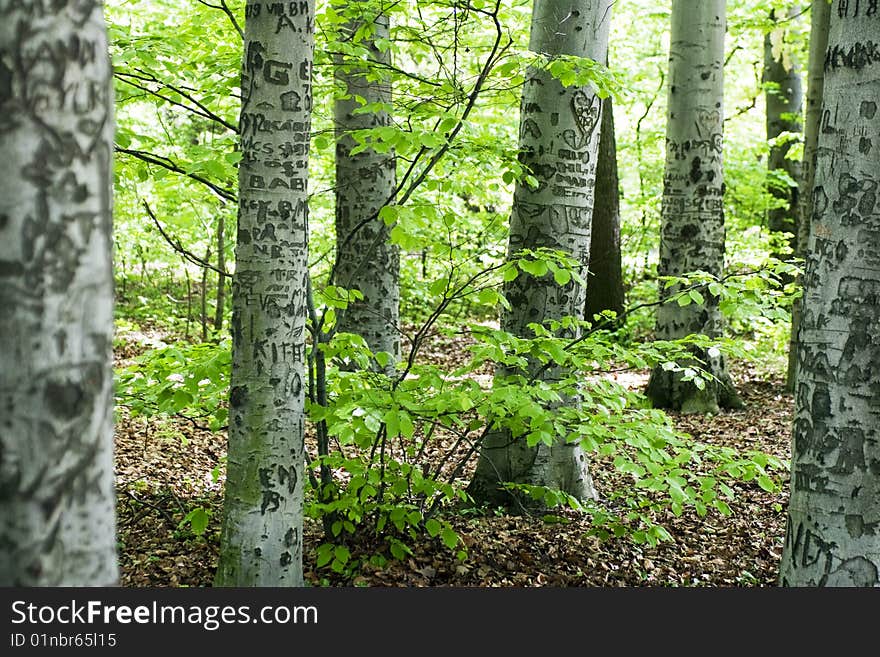 Gray tree bark with graves. Gray tree bark with graves.