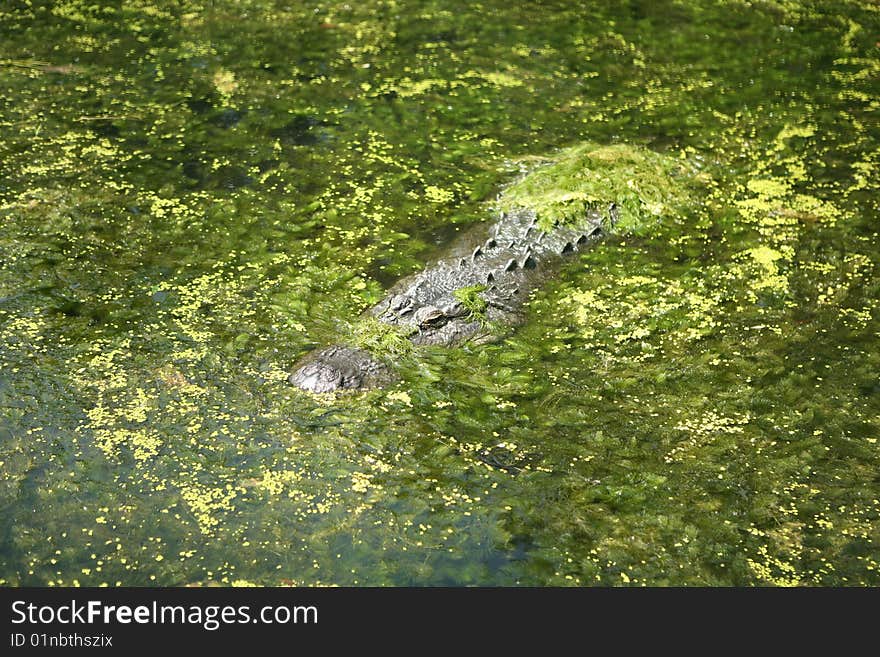 Alligator in algae verticle