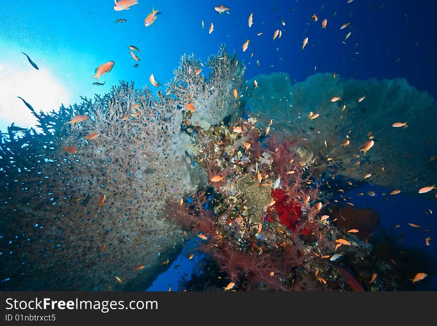 Coral and fish taken in the red sea.