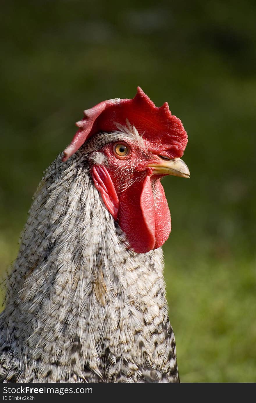 A chicken in the evening sun. A chicken in the evening sun