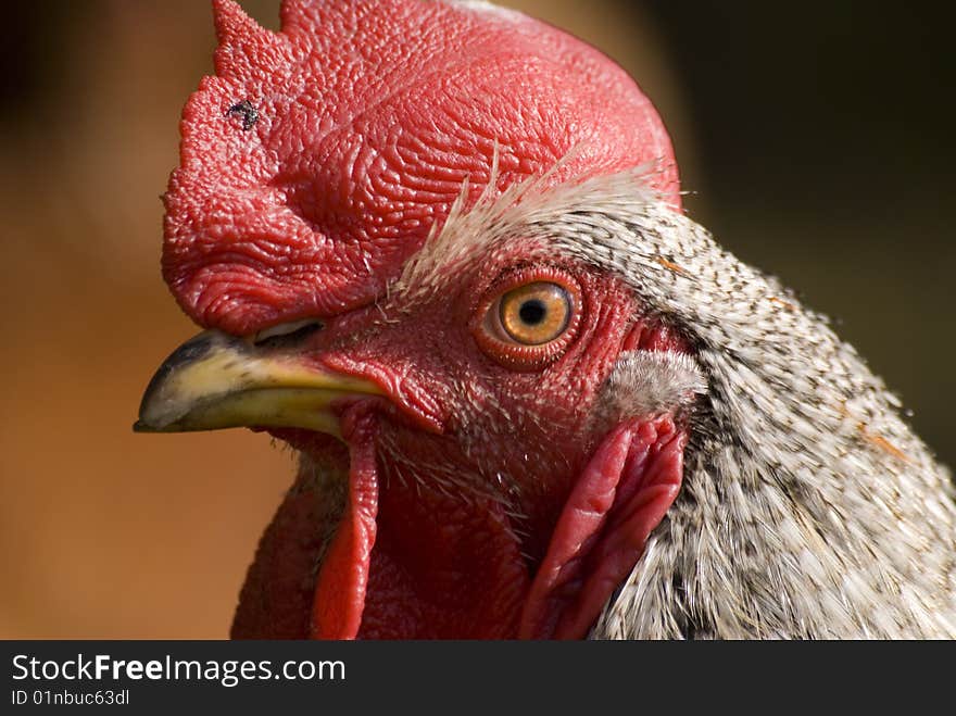 A portrait of a cock