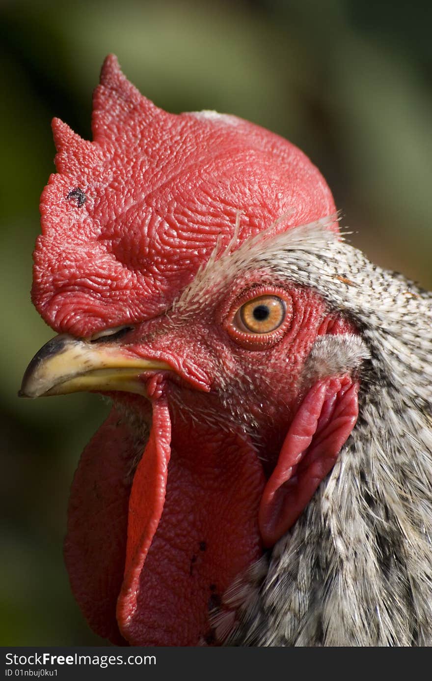 A portrait of a cock