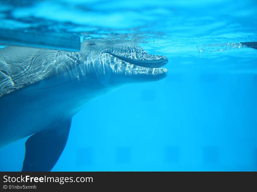 Dolphin underwater playing and laughing. Dolphin underwater playing and laughing.