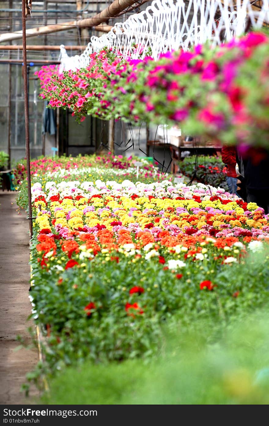 Beautiful flowers in the garden. Beautiful flowers in the garden