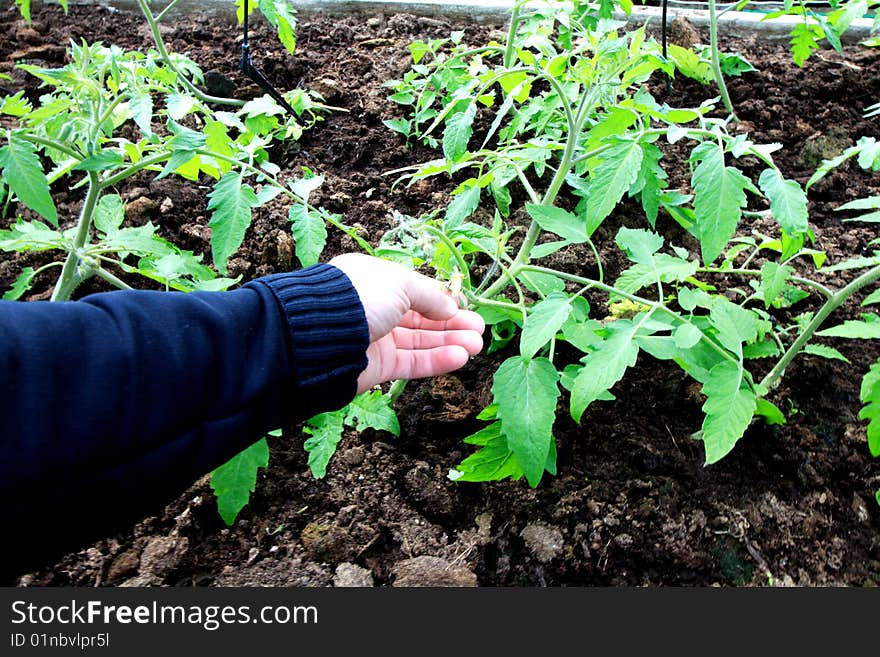 Young tomato plant in the garden