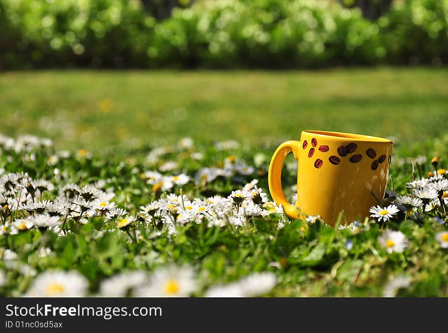 Field Of Daisies With Coffee Cup