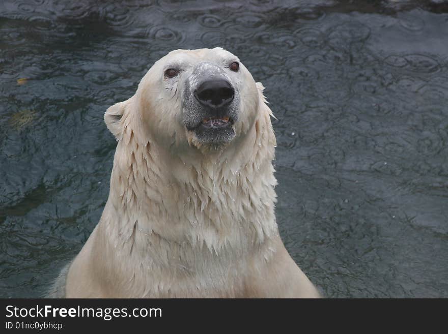 Polar Bear