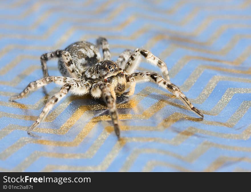 Gray Wolf Spider