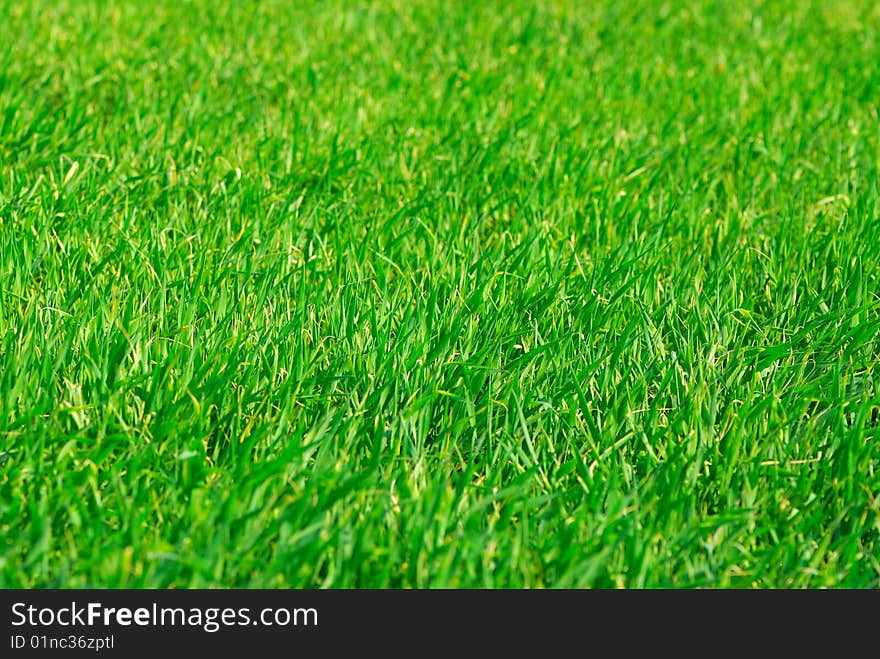 Background with green young wheat,  sunny day