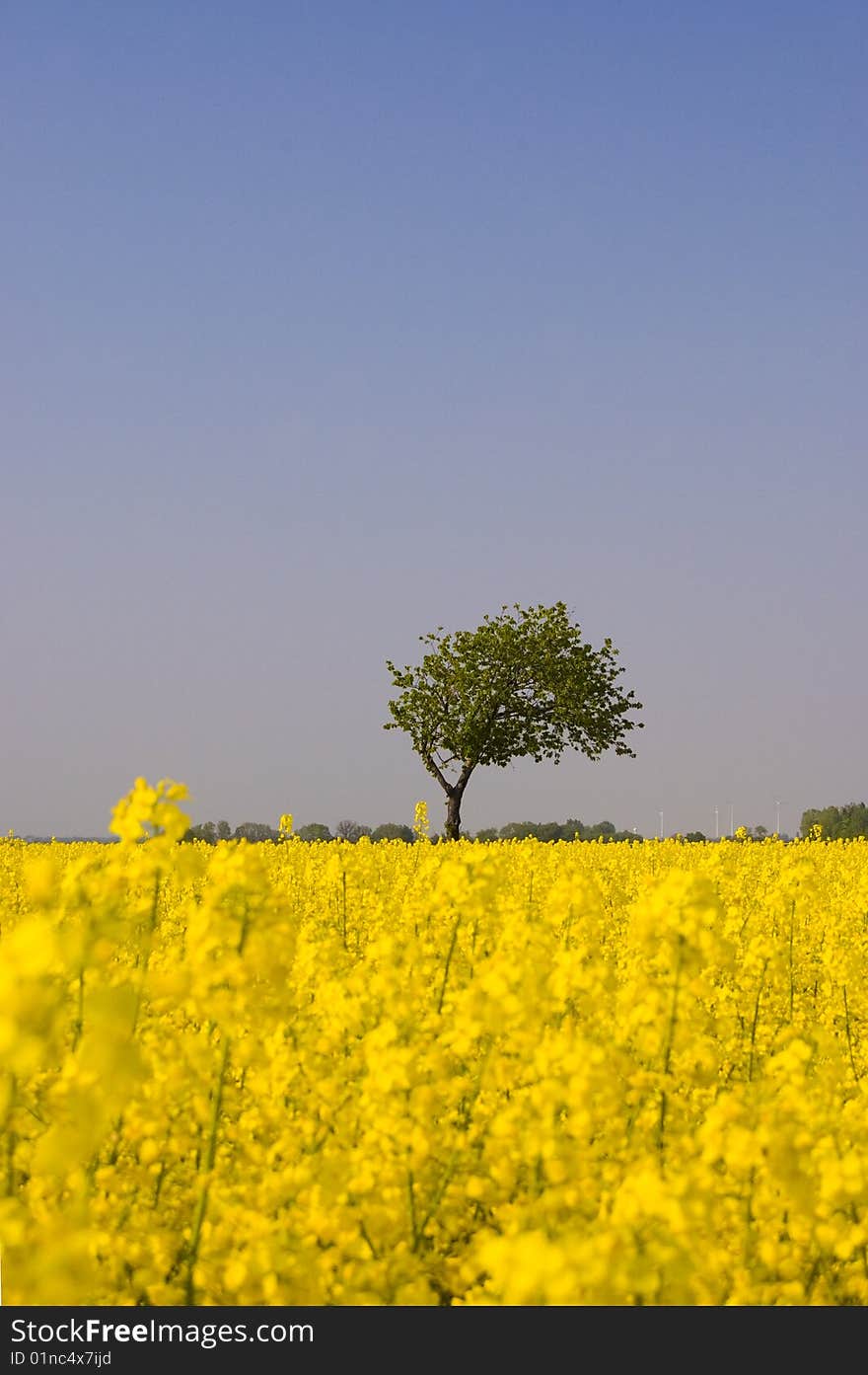 Canola Field