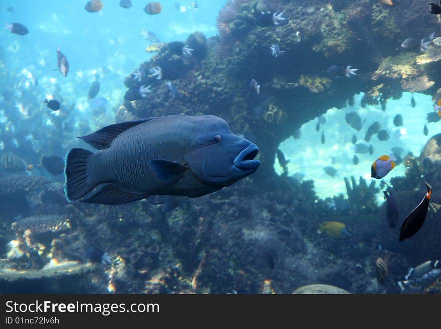 Napoleon wrasse swimming near underwater arch