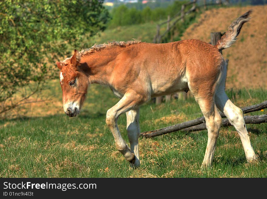 Colt at meadow