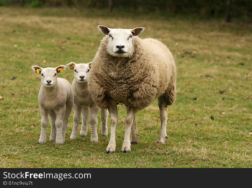 Mother Sheep And Two Little Lambs Looking At You