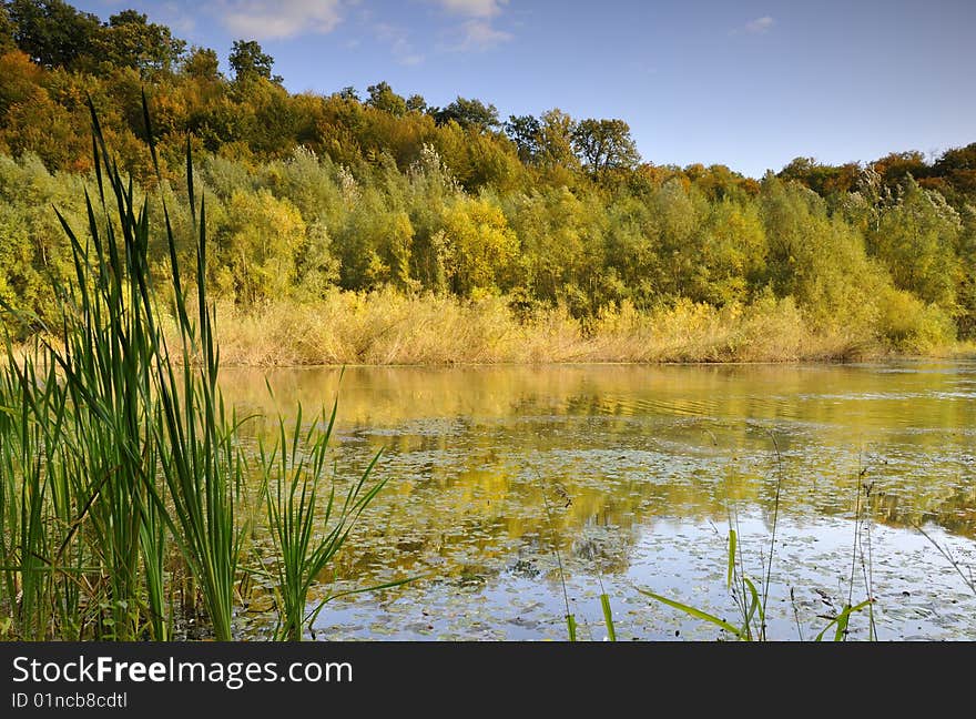 Pond in the forest