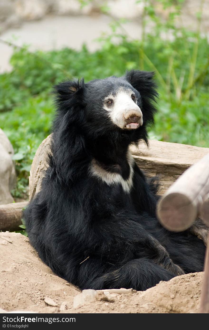 A Cute Black Bear