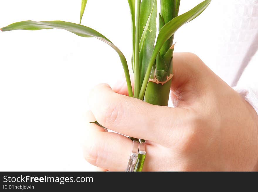 Hand with ring and plant over white background. Hand with ring and plant over white background