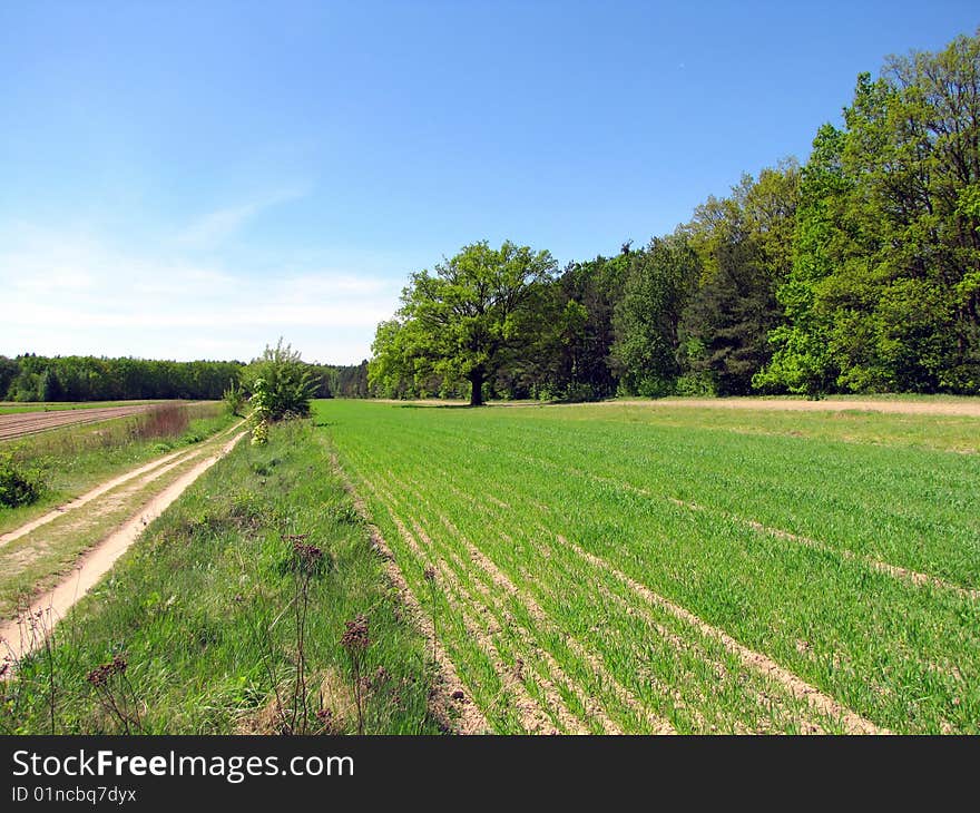 Spring view of the field and forest