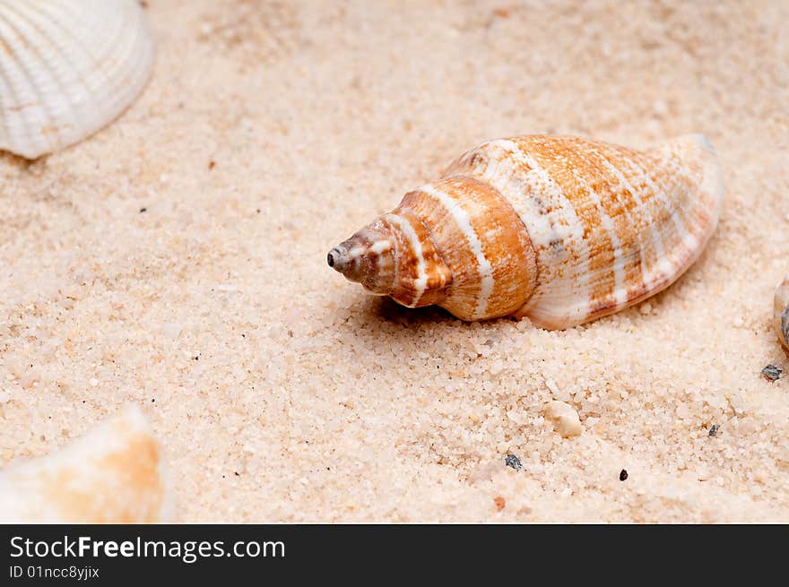 Close-up of a seashell on sand