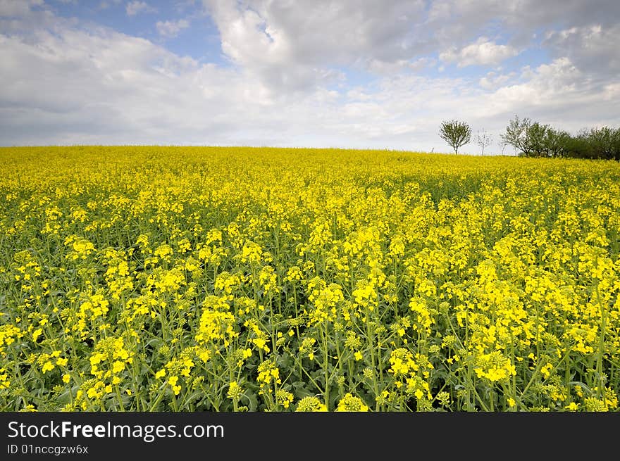 Yellow field