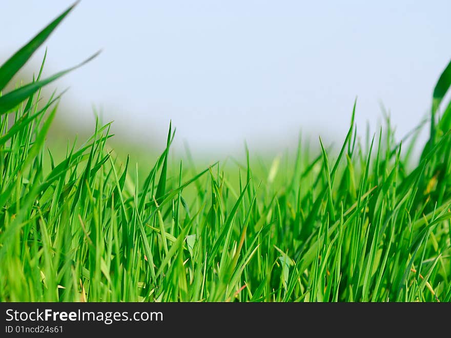 Field green young wheat on  background of  sky. Field green young wheat on  background of  sky