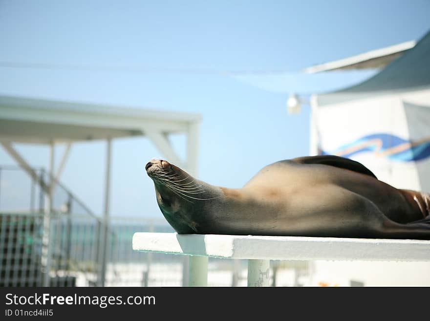 Seal napping on back