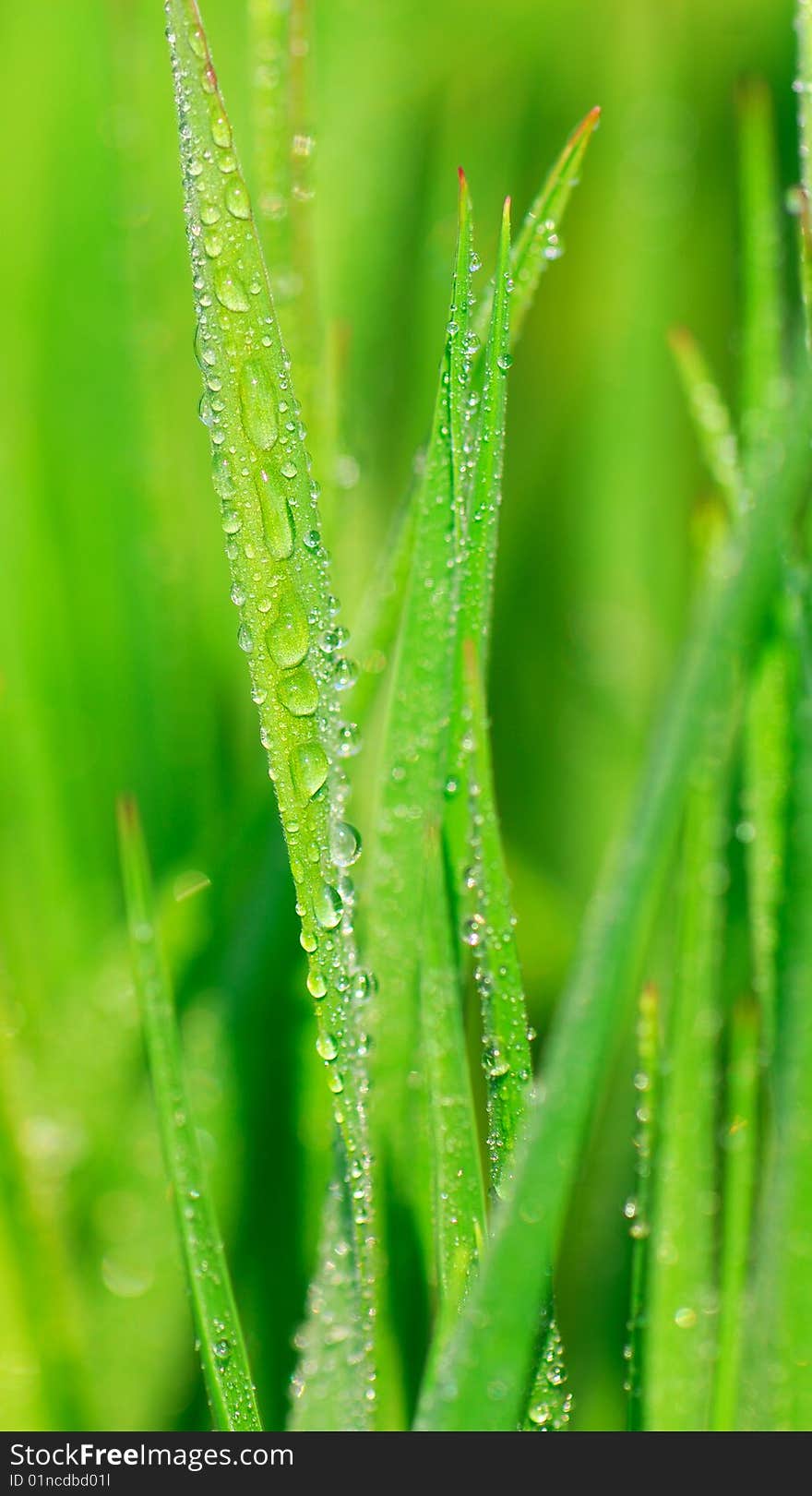 Green stalk young wheat covered with drops of water, sunny day