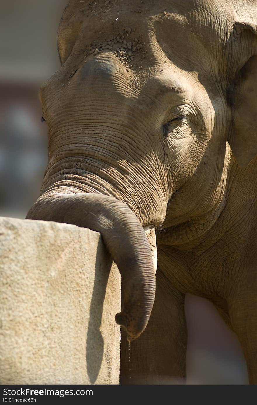 African elephant