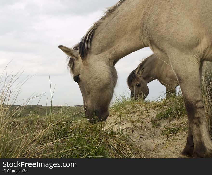 Wild horses in the dutch dunes. Wild horses in the dutch dunes