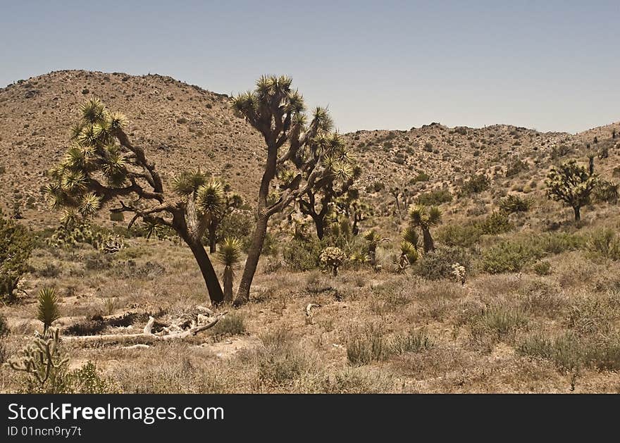 Stand Of Joshua Trees