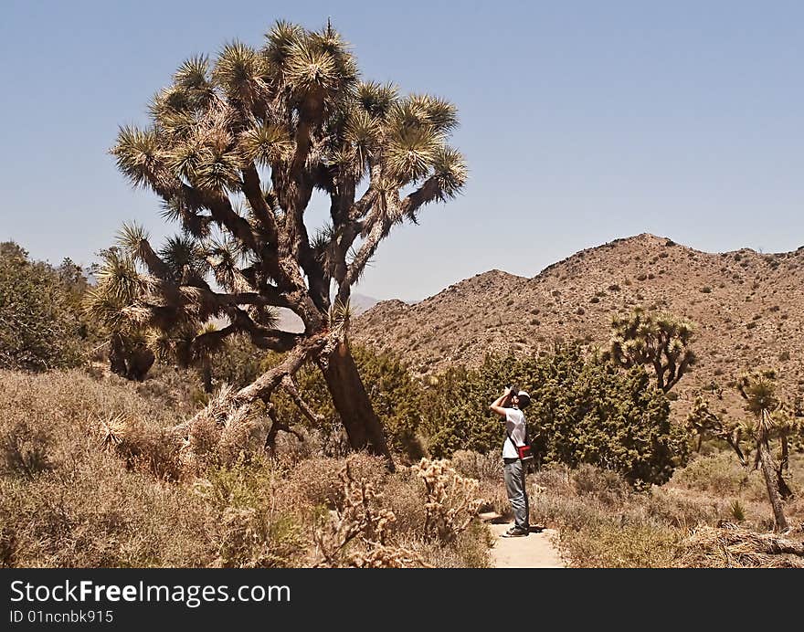 This is a picture of a desert photographer at Joshua Tree National Park.