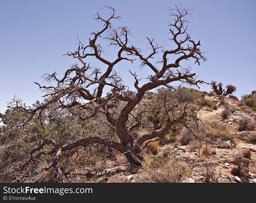 Gnarled Oak Tree