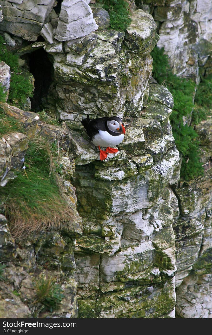 Puffin sitting on a rock