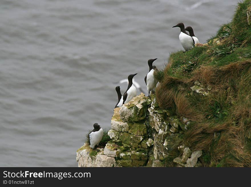 A group of razor bills sitting on a cliff