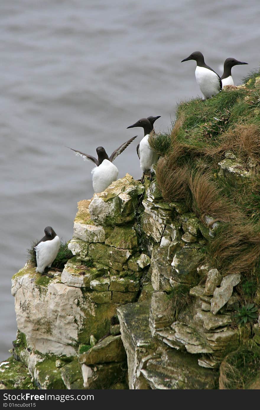 A group of razor bills sitting on a cliff