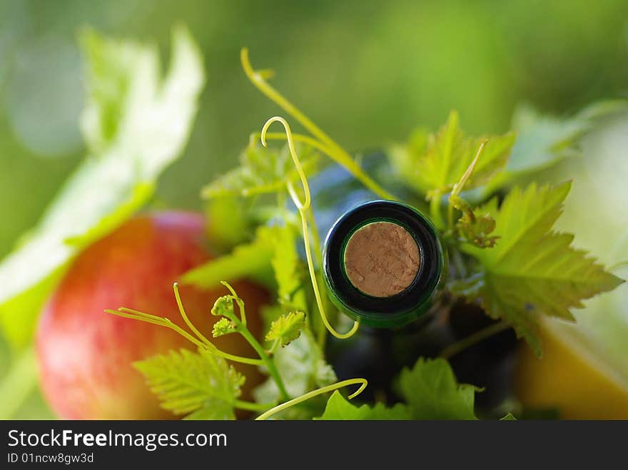 Bottle of red wine and grapevines. Bottle of red wine and grapevines.