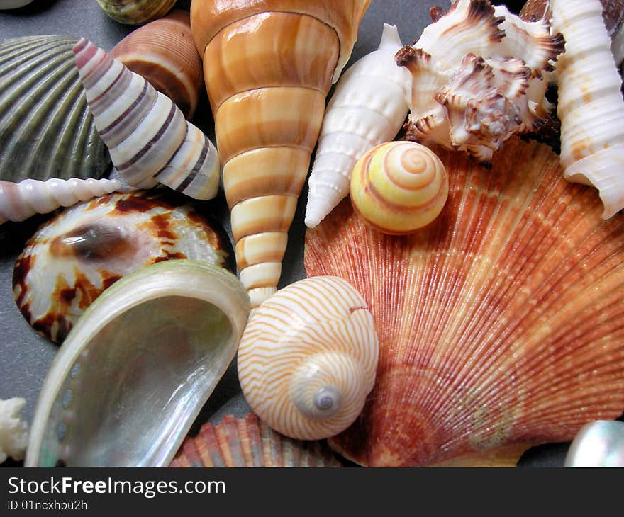 A mixture of exotic seashells together on a gray background.