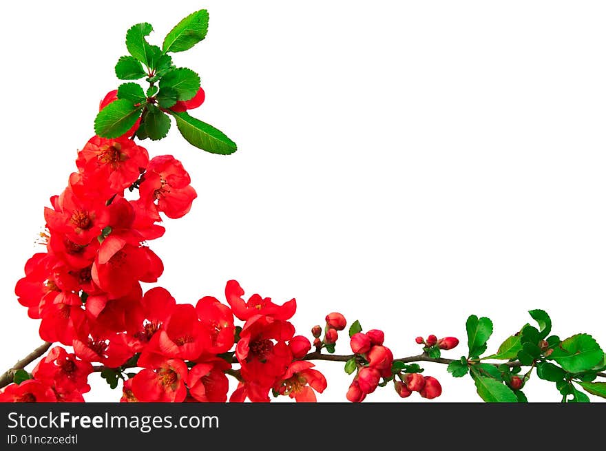 Nice branch  on a white background.